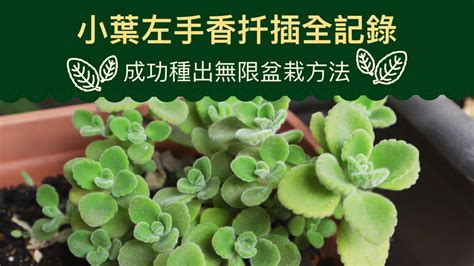 左手香剪枝|介紹左手香種植方法及正反面紋路